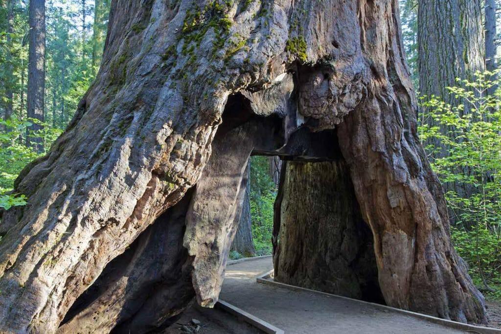 Cedar Oasis - Home Base To Big Trees 阿诺德 外观 照片